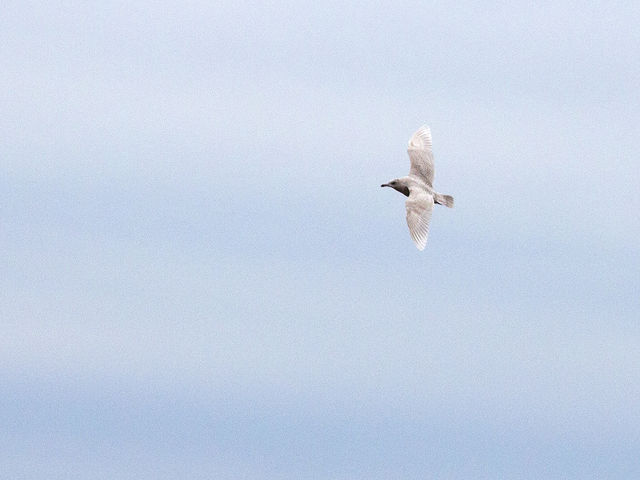 Iceland Gull