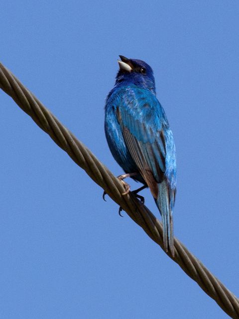 Indigo Bunting