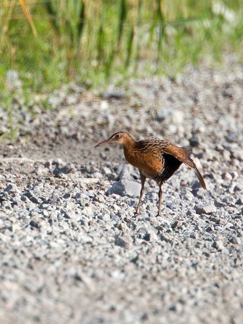 King Rail