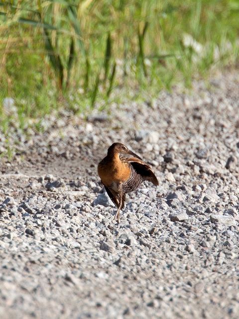 King Rail