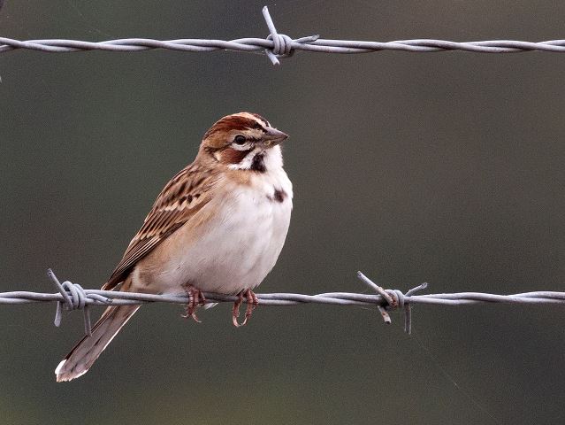 Lark Sparrow