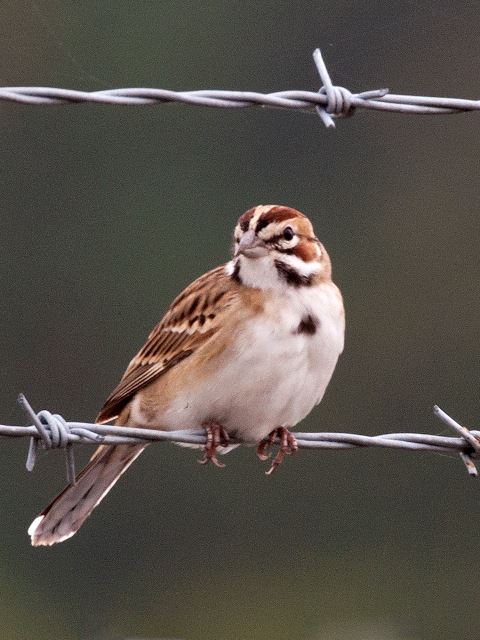 Lark Sparrow