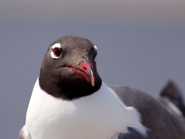 Laughing Gull