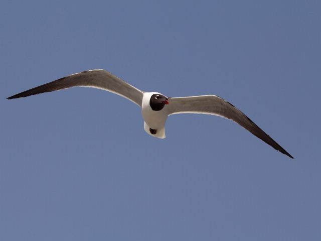 Laughing Gull