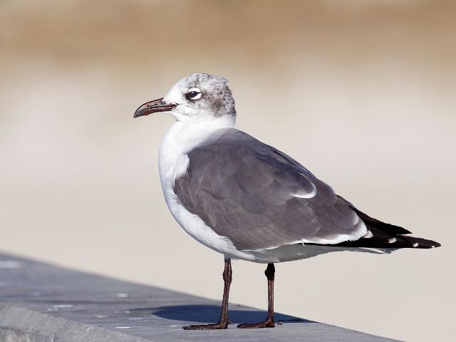 Laughing Gull