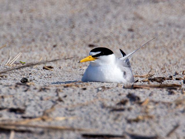 Least Tern