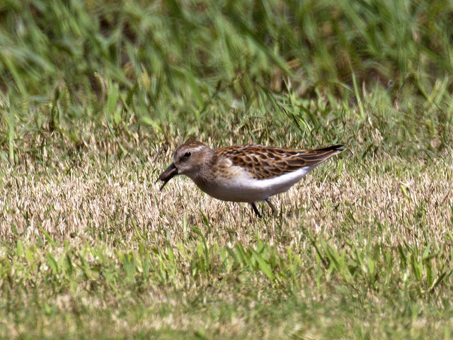 Least Sandpiper