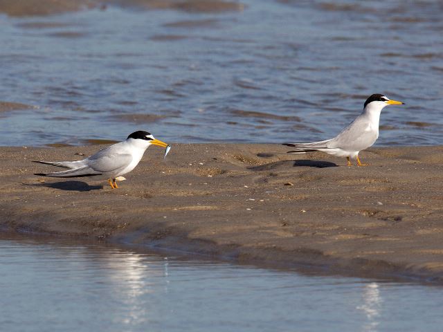 Least Terns