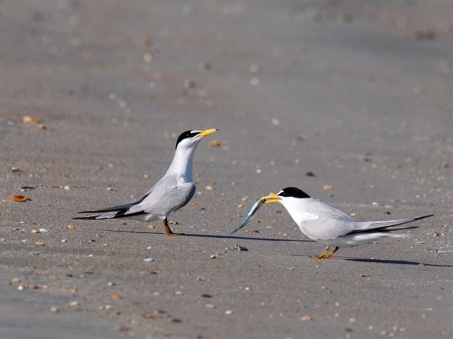 Least Terns