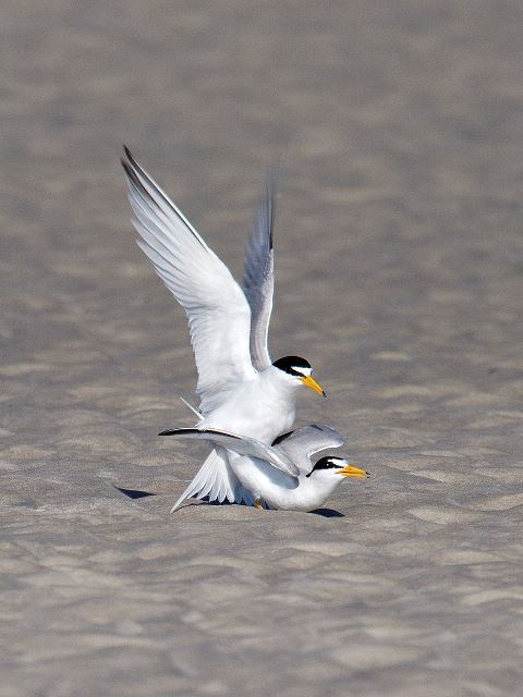 Least Terns