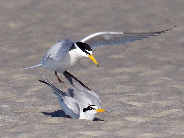 Least Terns