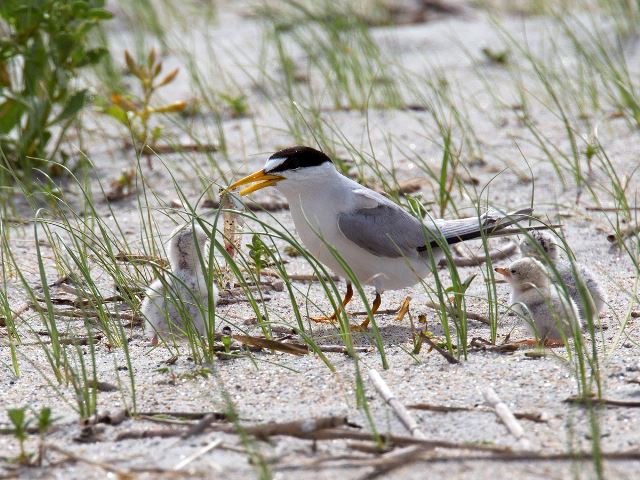 Least Terns