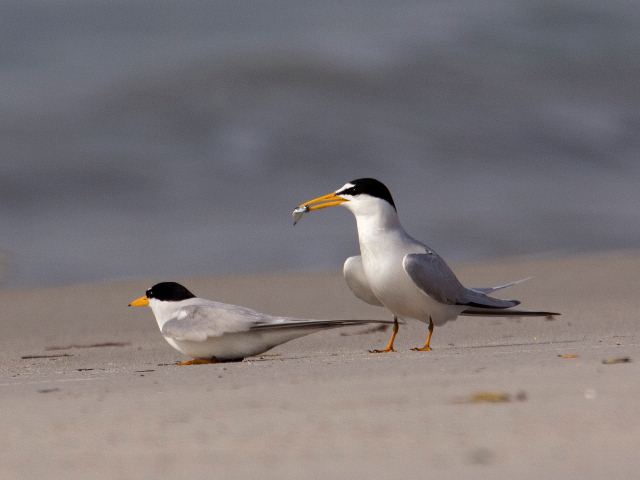 Least Tern