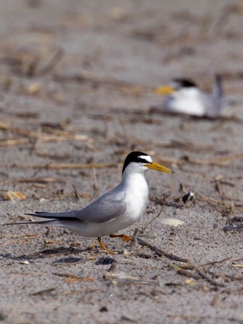 Least Tern