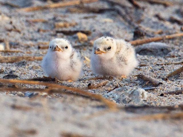 Least Terns