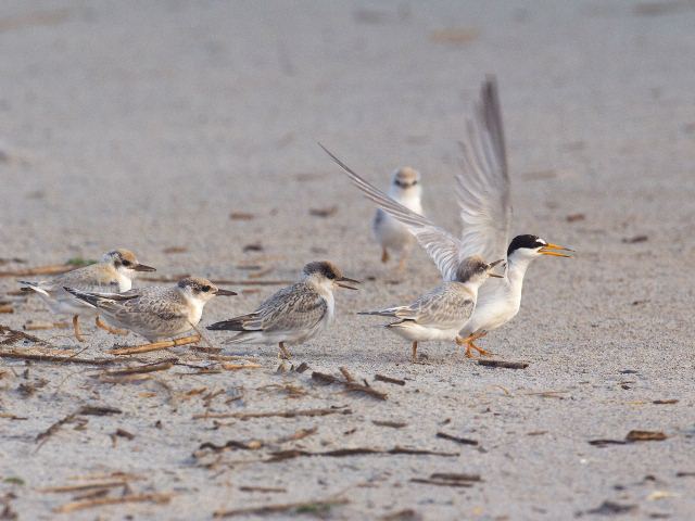 Least Terns