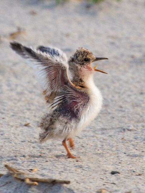 Least Terns