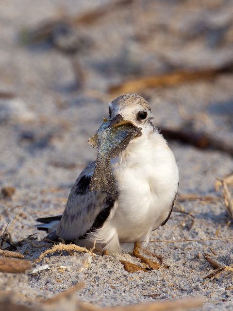 Least Terns