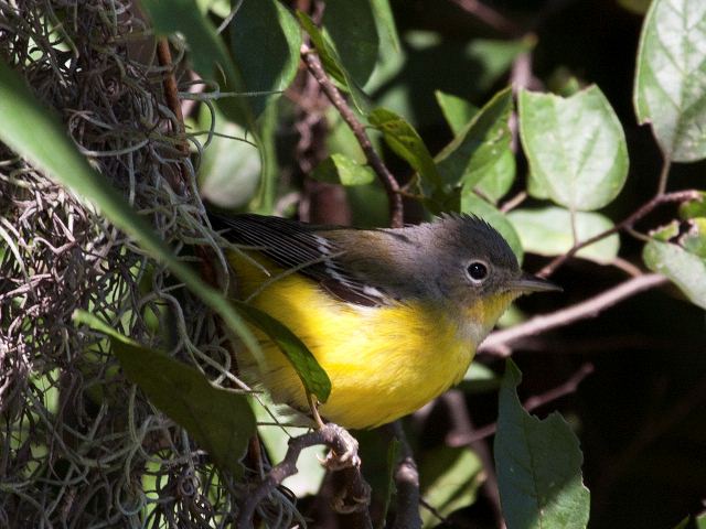 Magnolia Warbler