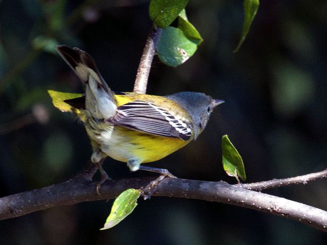 Magnolia Warbler
