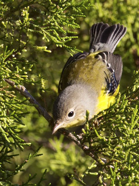 Magnolia Warbler