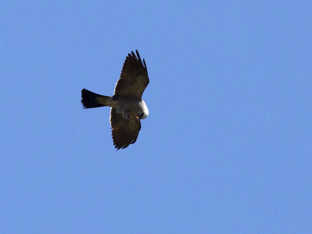 Mississippi Kite