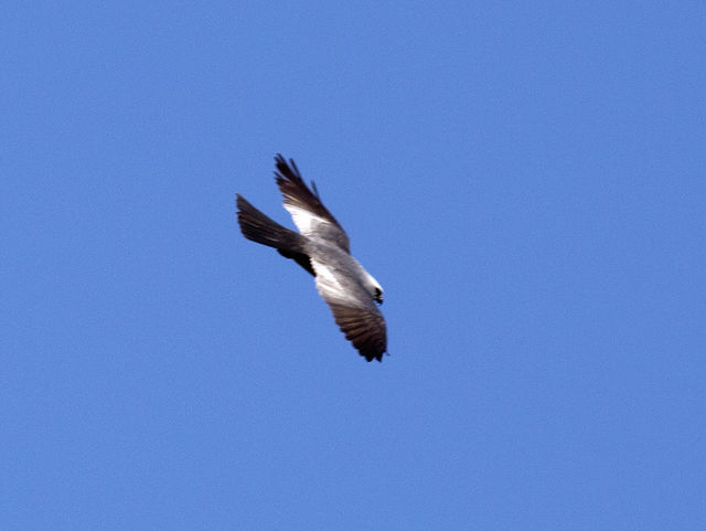 Mississippi Kite