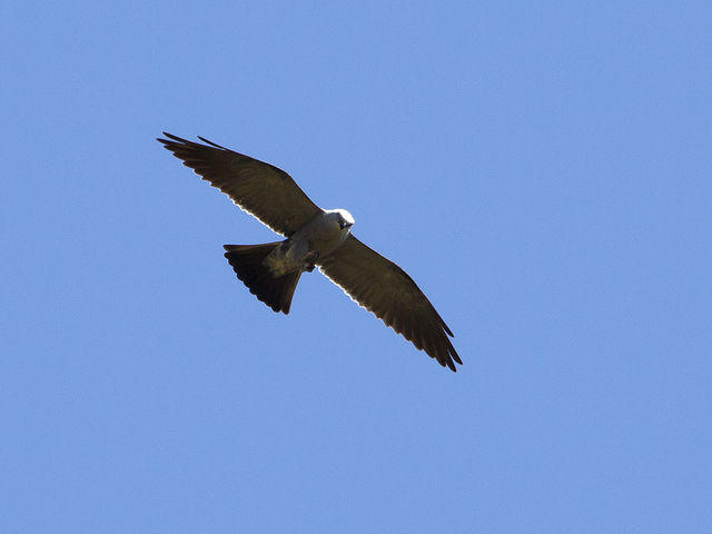 Mississippi Kite