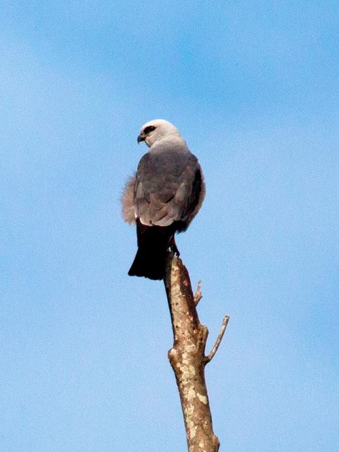 Mississippi Kite