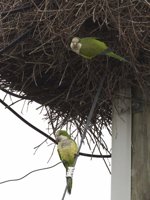 Monk Parakeet