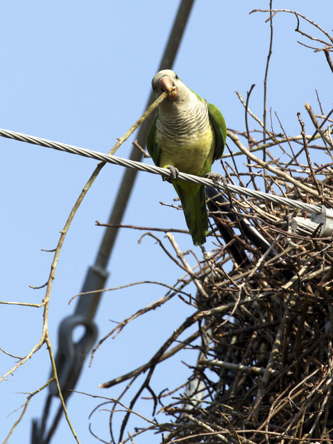 Monk Parakeet