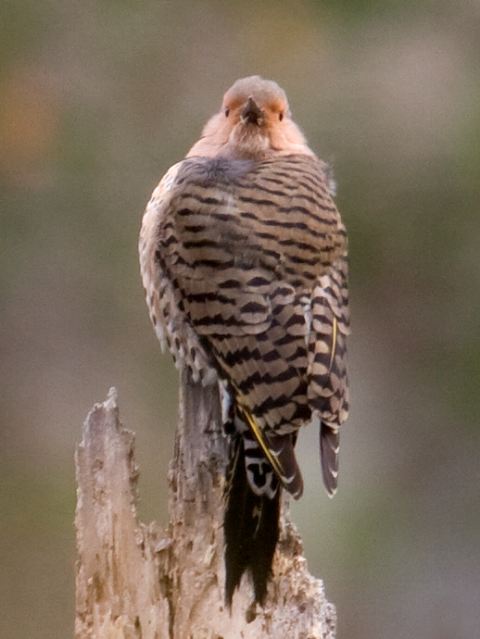 Northern Flicker