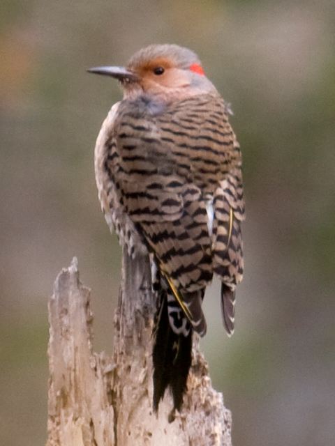 Northern Flicker