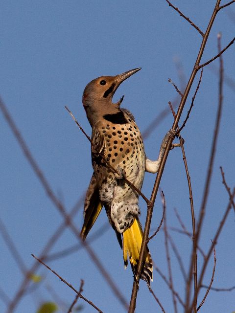 Northern Flicker