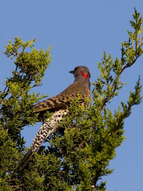 Northern Flicker