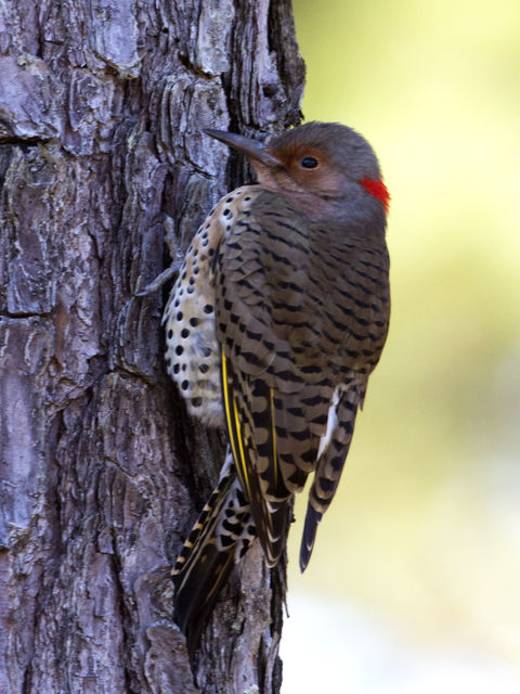 Northern Flicker