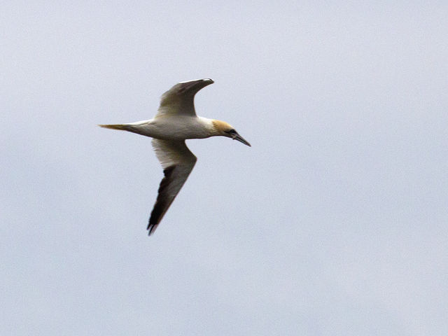 Northern Gannet