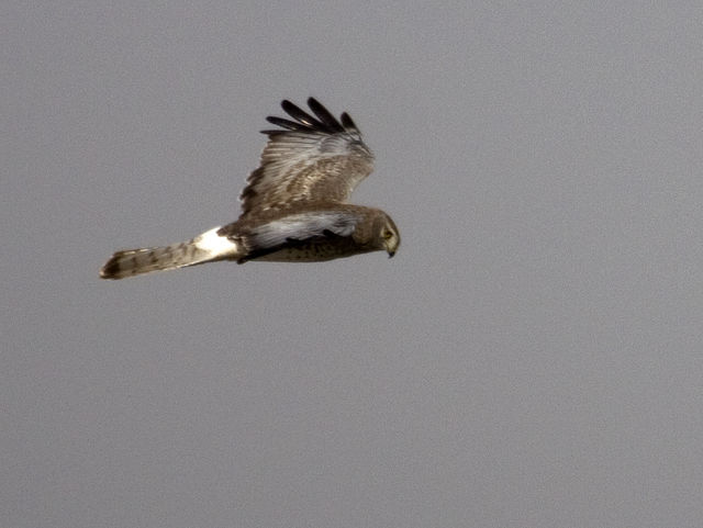 Northern Harrier