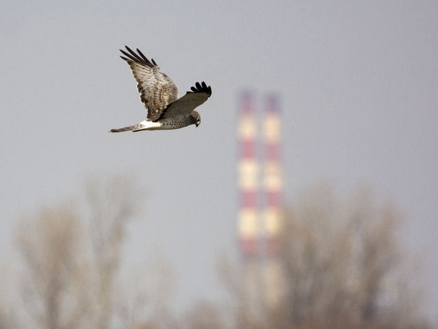 Northern Harrier