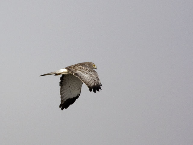 Northern Harrier