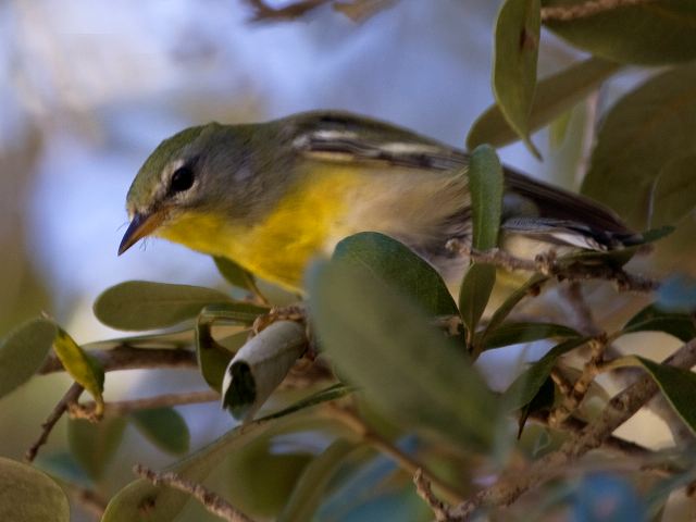 Northern Parula