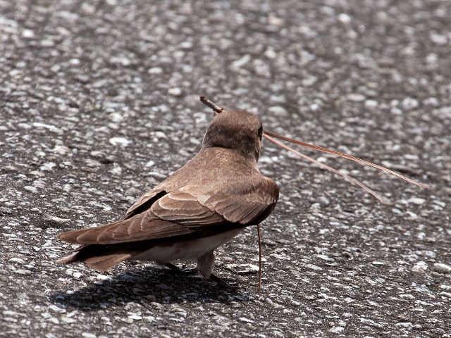 Northern Rough-winged Swallows