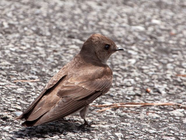 Northern Rough-winged Swallows