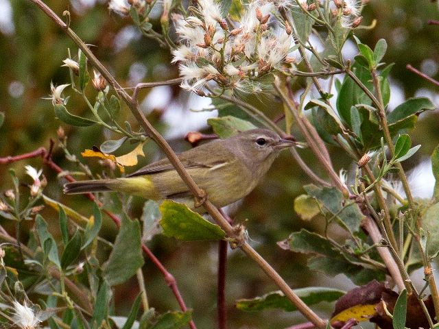 Orange-crowned Warbler