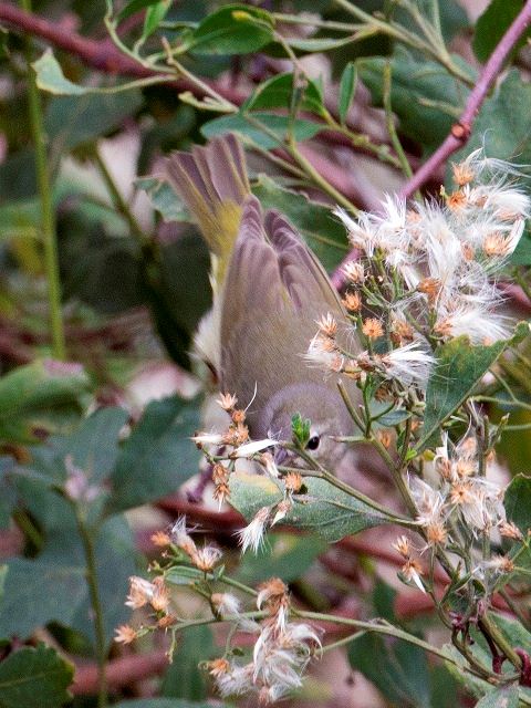 Orange-crowned Warbler