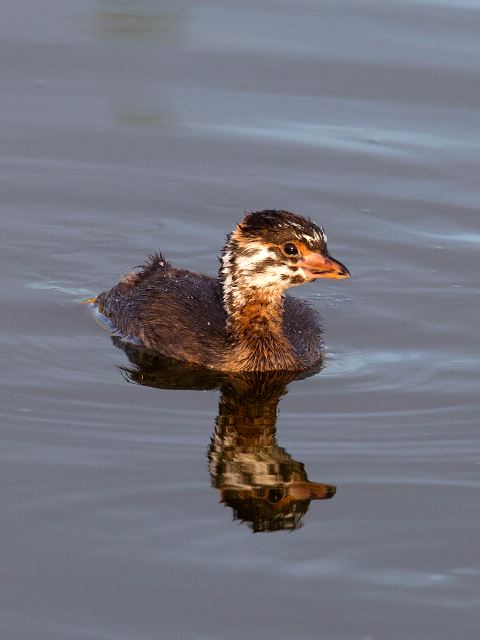 Pied-billed Grebes
