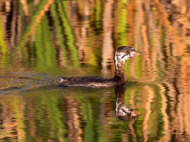 Pied-billed Grebes