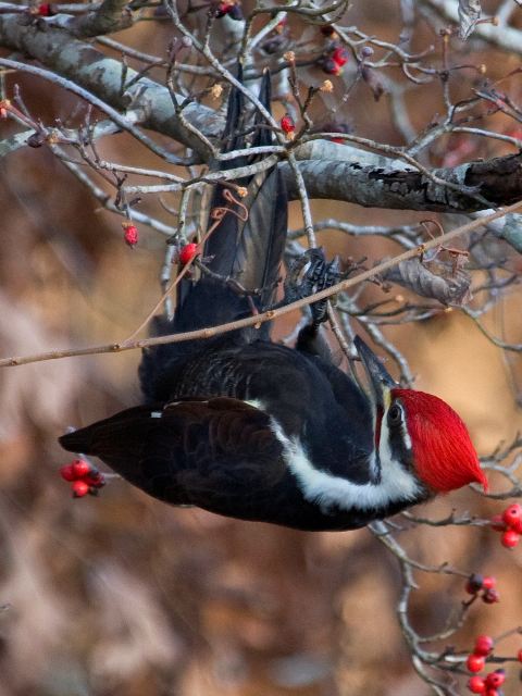 Pileated Woodpecker