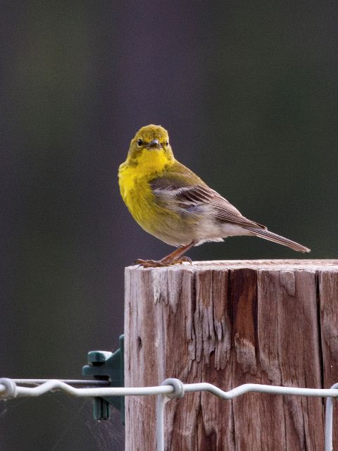 Pine Warbler