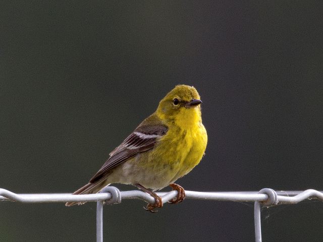 Pine Warbler